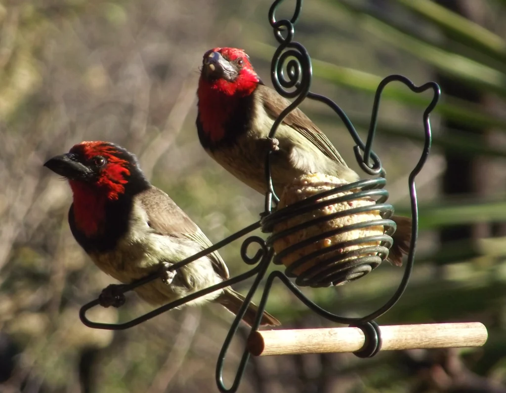 Bird Watching