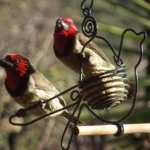 Bird Watching