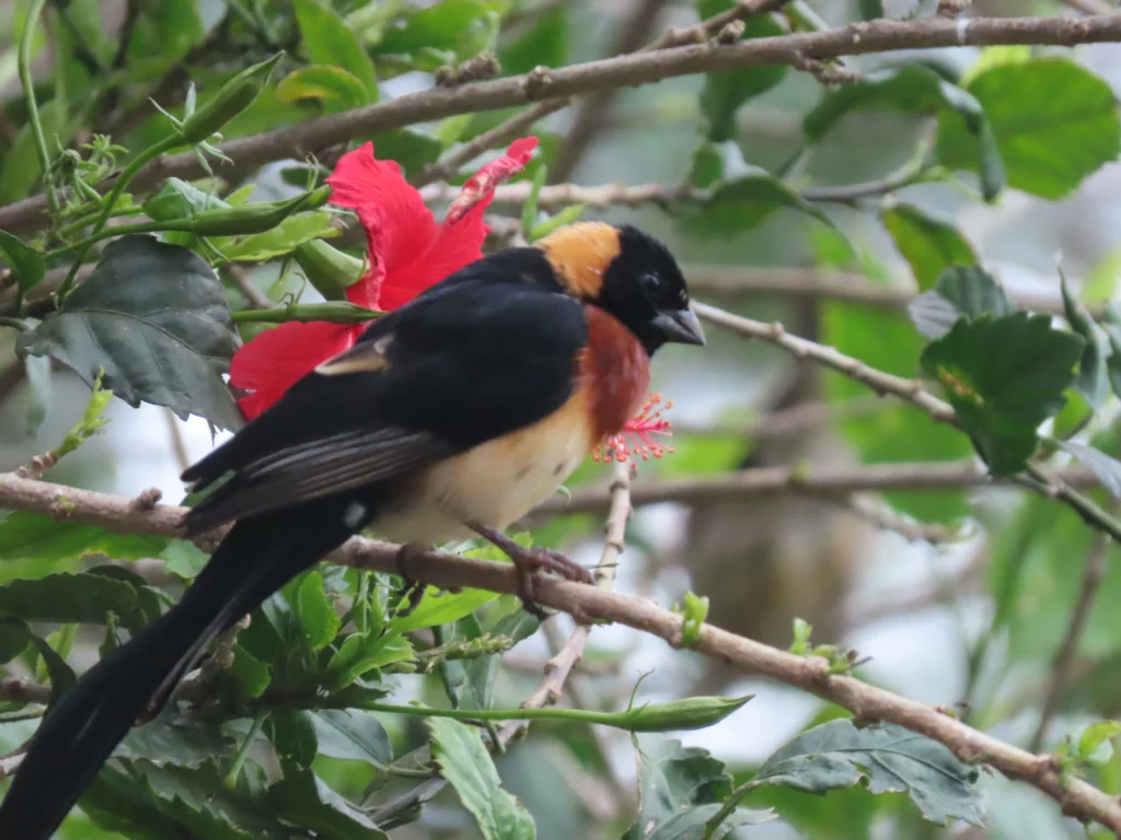 Shamba Yetu is a bird watching paradise. The garden and surrounding areas host a wide variety of bird species. With your binoculars in hand, you can observe many different birds whilst listening to the sounds of nature.
