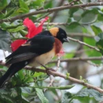 Shamba Yetu is a bird watching paradise. The garden and surrounding areas host a wide variety of bird species. With your binoculars in hand, you can observe many different birds whilst listening to the sounds of nature.